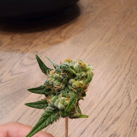 Rainbow Runtz growlog timeline photo