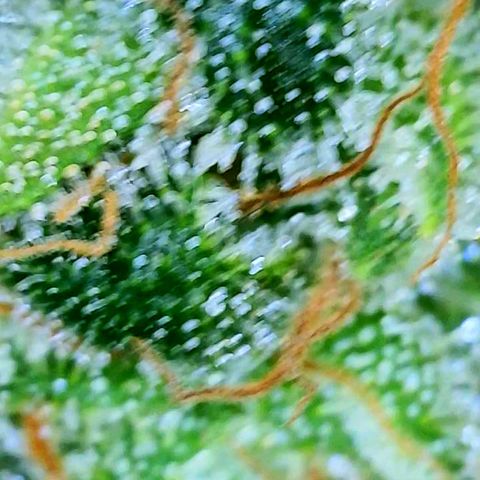 Rainbow Runtz growlog timeline photo