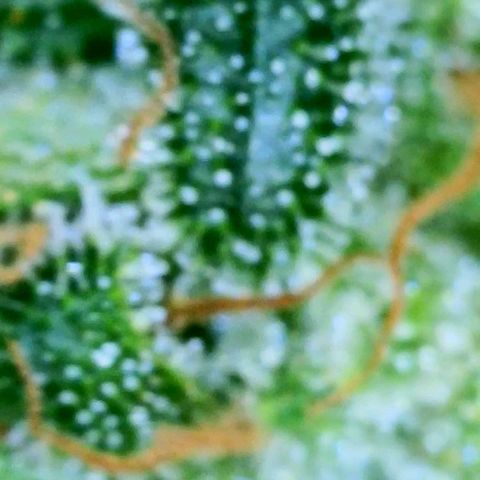 Rainbow Runtz growlog timeline photo