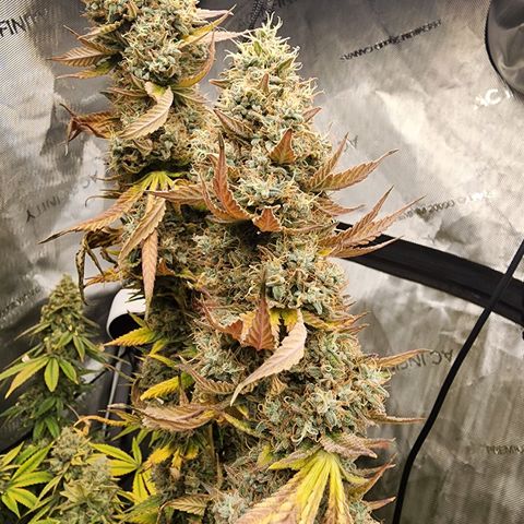 Rainbow Runtz growlog timeline photo