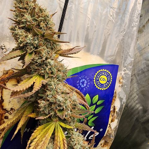 Rainbow Runtz growlog timeline photo
