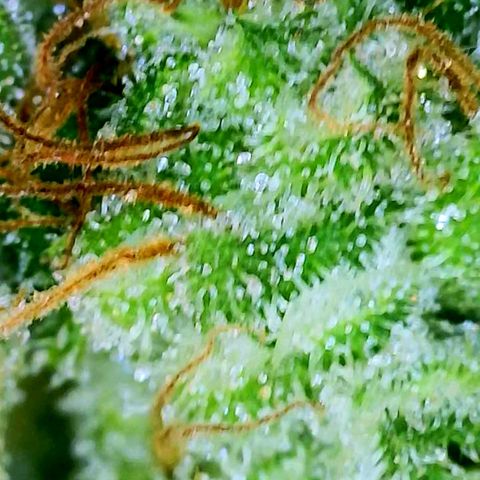 Rainbow Runtz growlog timeline photo