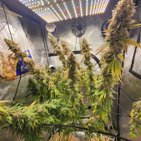 Rainbow Runtz growlog timeline photo