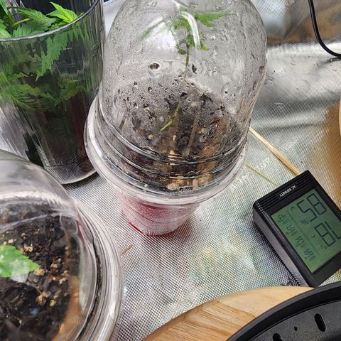 Udder Madness growlog timeline photo