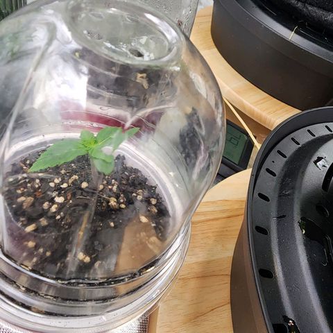 Orange Julius growlog timeline photo