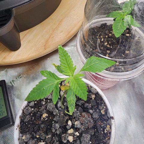 Orange Julius growlog timeline photo