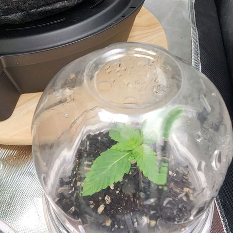 Udder Madness growlog timeline photo
