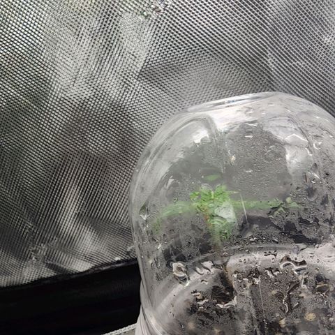 Udder Madness growlog timeline photo