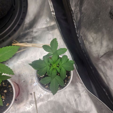 Udder Madness growlog timeline photo
