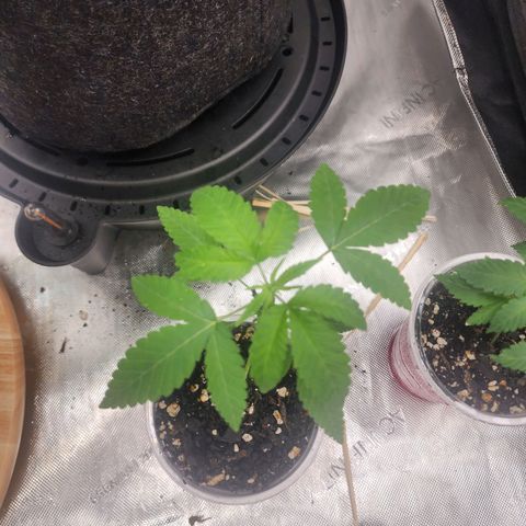 Orange Julius growlog timeline photo