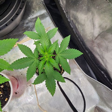 Udder Madness growlog timeline photo