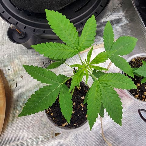 Orange Julius growlog timeline photo