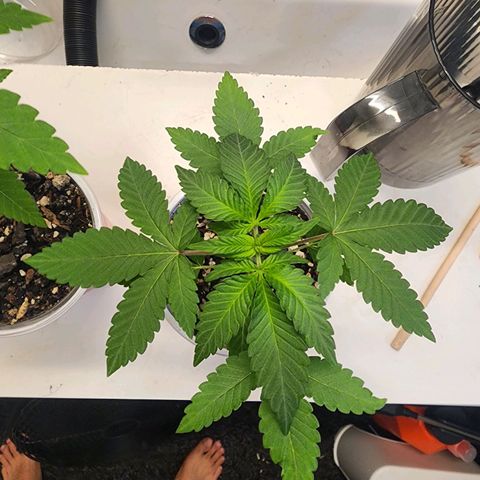 Udder Madness growlog timeline photo