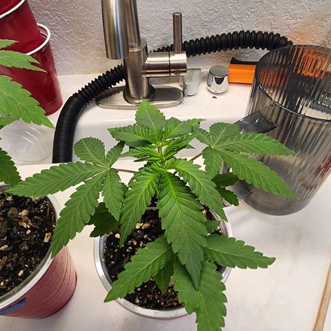 Udder Madness growlog timeline photo