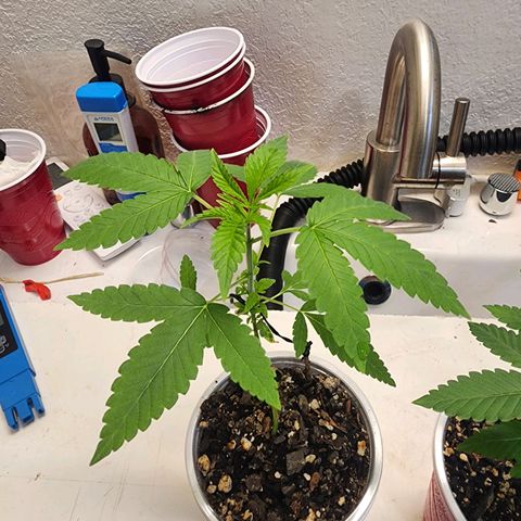 Orange Julius growlog timeline photo