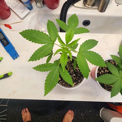Orange Julius growlog timeline photo