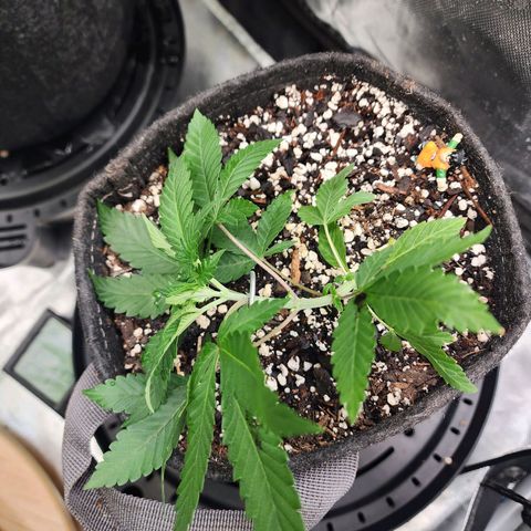 Udder Madness growlog timeline photo