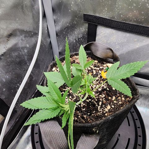 Orange Julius growlog timeline photo