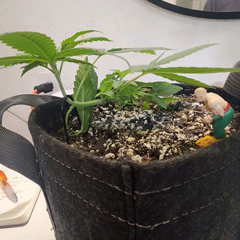 Orange Julius growlog timeline photo