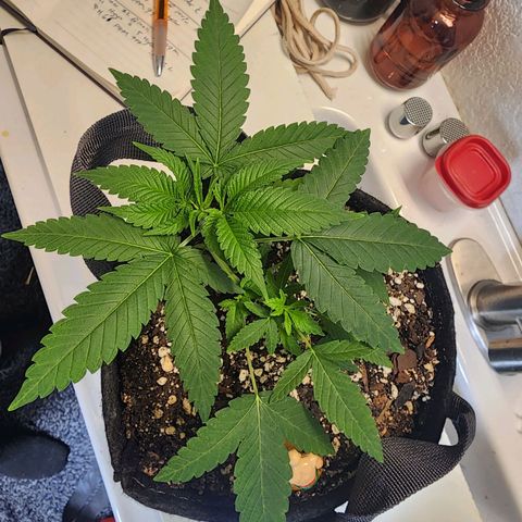 Orange Julius growlog timeline photo