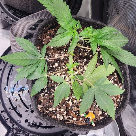 Udder Madness growlog timeline photo