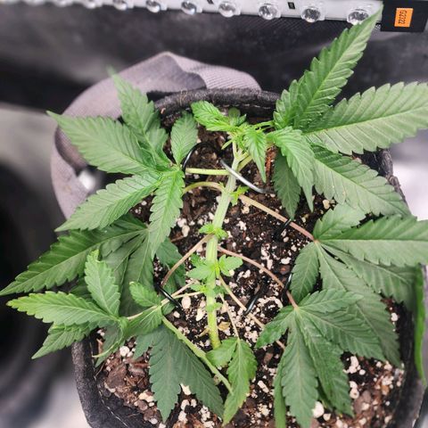 Udder Madness growlog timeline photo