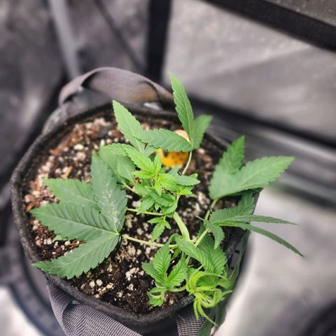 Orange Julius growlog timeline photo