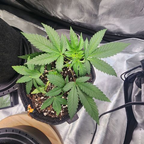Udder Madness growlog timeline photo