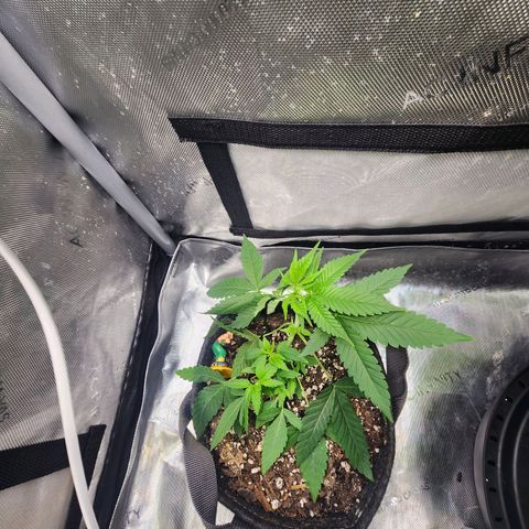 Orange Julius growlog timeline photo