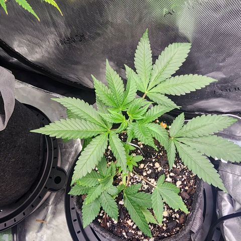 Udder Madness growlog timeline photo
