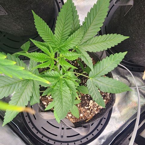 Orange Julius growlog timeline photo