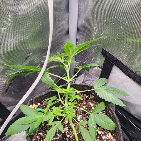 Orange Julius growlog timeline photo
