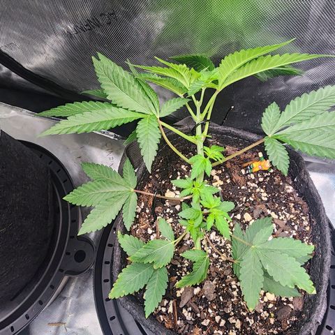 Udder Madness growlog timeline photo