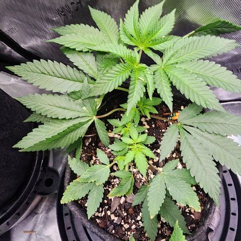 Udder Madness growlog timeline photo