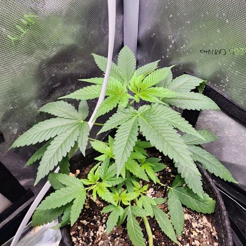 Orange Julius growlog timeline photo