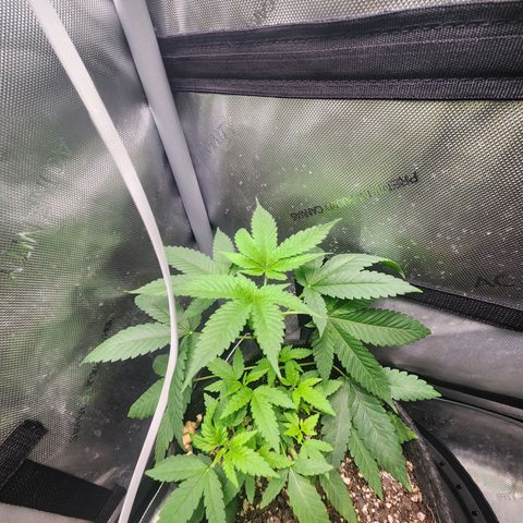 Orange Julius growlog timeline photo