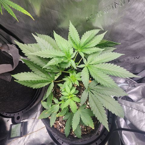 Udder Madness growlog timeline photo
