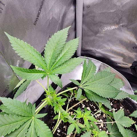 Udder Madness growlog timeline photo