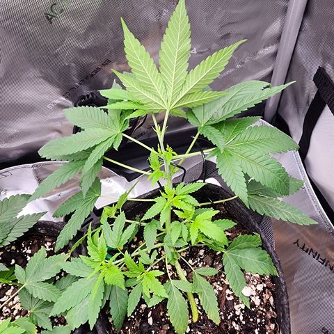 Orange Julius growlog timeline photo