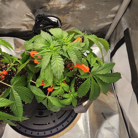 Udder Madness growlog timeline photo