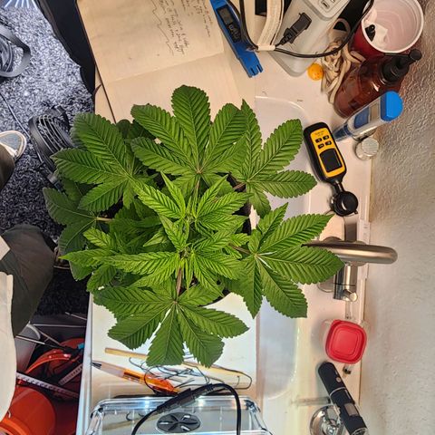 Orange Julius growlog timeline photo