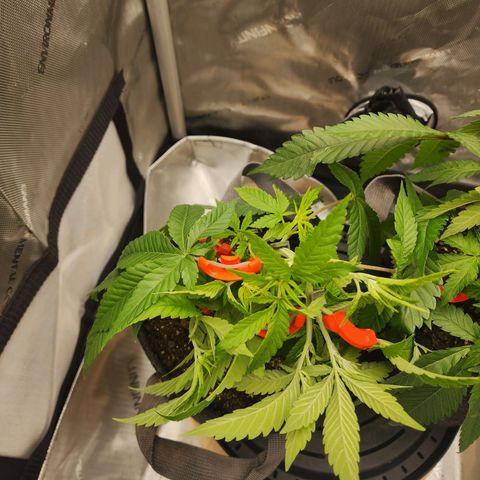 Udder Madness growlog timeline photo