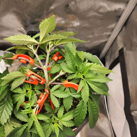 Orange Julius growlog timeline photo