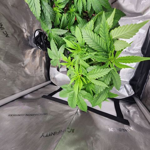 Orange Julius growlog timeline photo