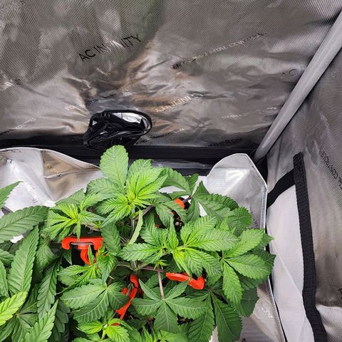 Udder Madness growlog timeline photo