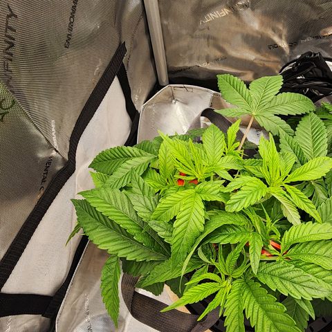 Orange Julius growlog timeline photo