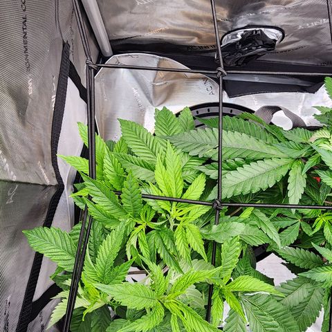 Orange Julius growlog timeline photo