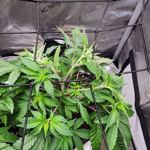 Udder Madness growlog timeline photo