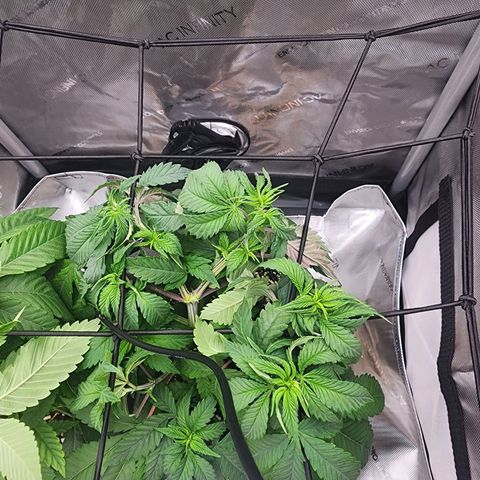 Udder Madness growlog timeline photo