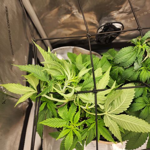 Orange Julius growlog timeline photo